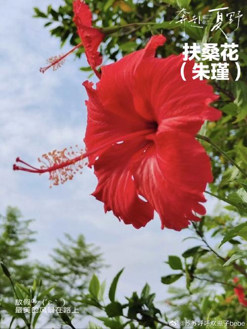 扶桑花的寓意是什么