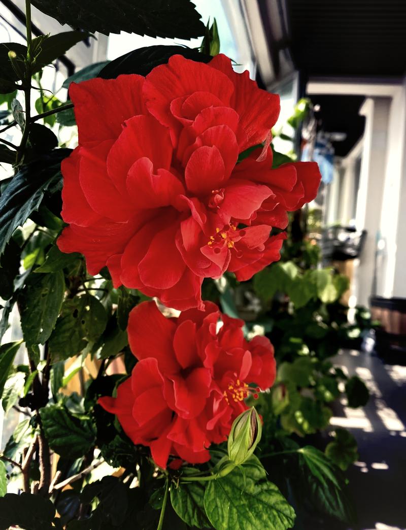 扶桑花寓意