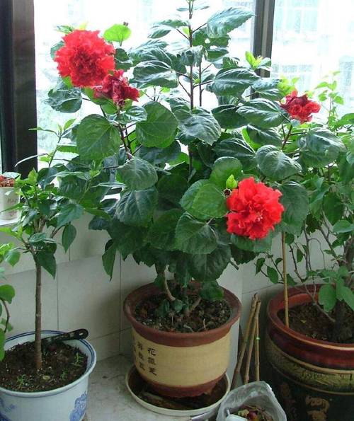 扶桑花的寓意是什么?