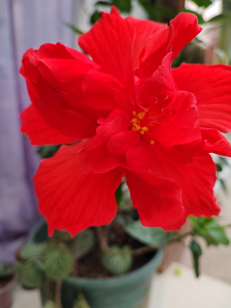 扶桑花花语和含义