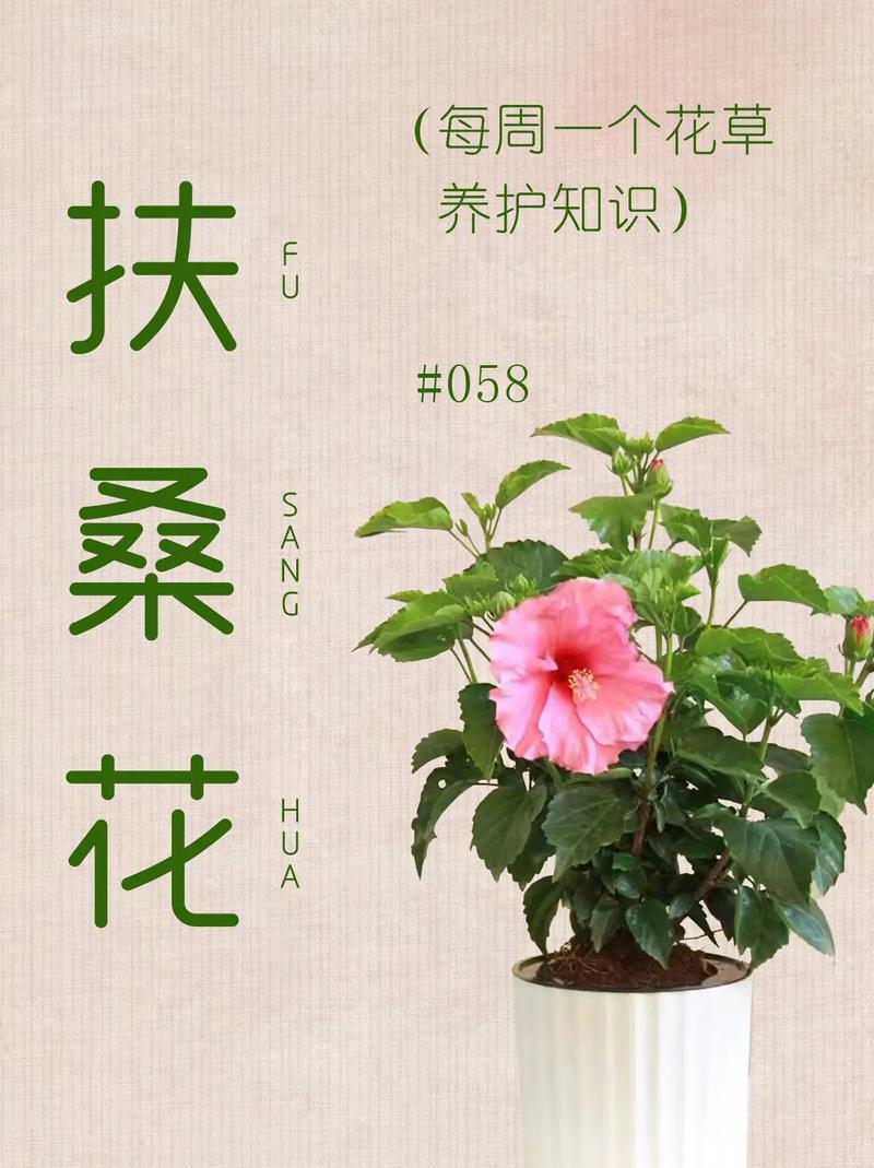 扶桑花的美丽寓意