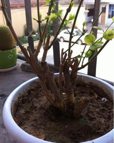如何防治茉莉枝枯病?