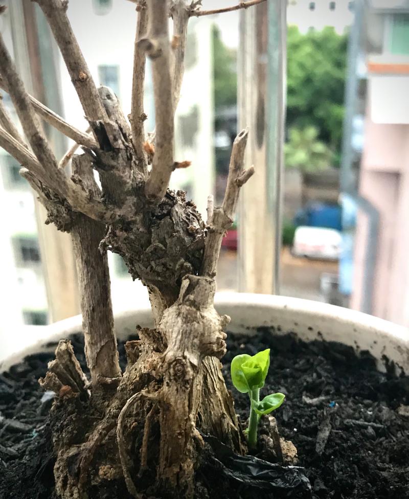 我家的茉莉花每一次生出来的叶子或枝条过几天就会枯萎,为什么,得了...