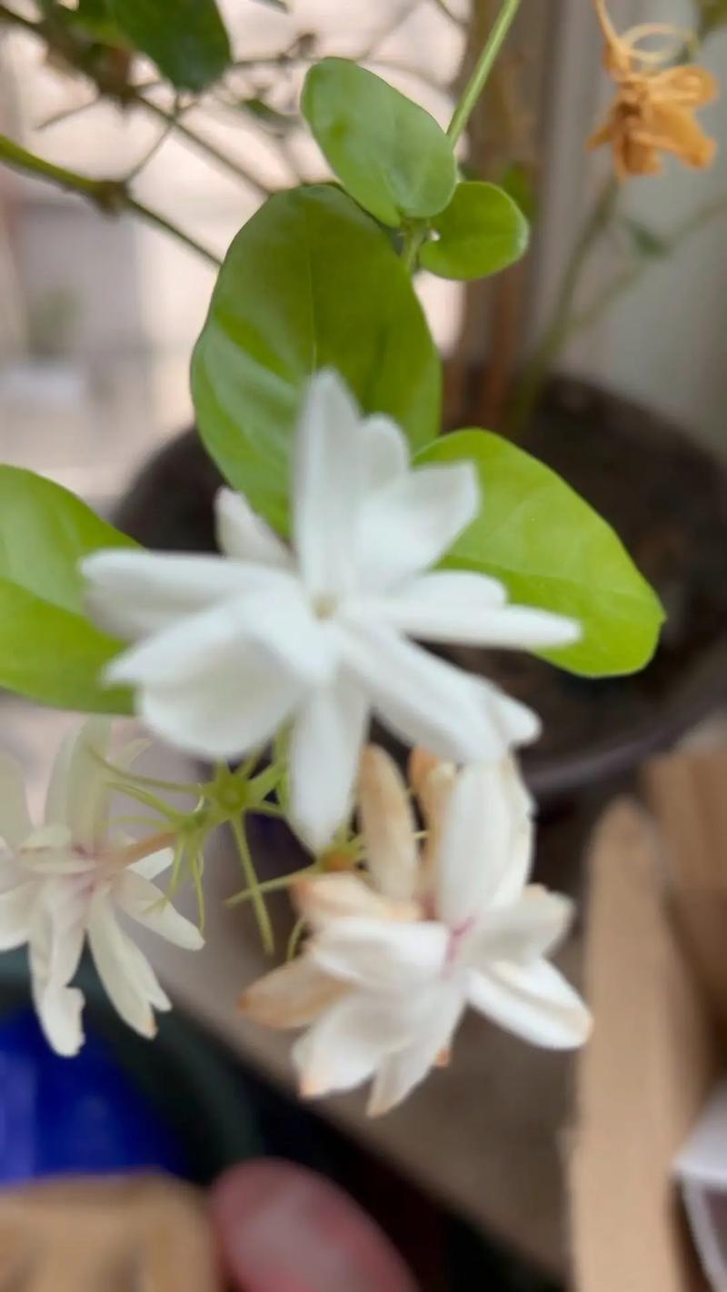 茉莉花枝枯病如何防治