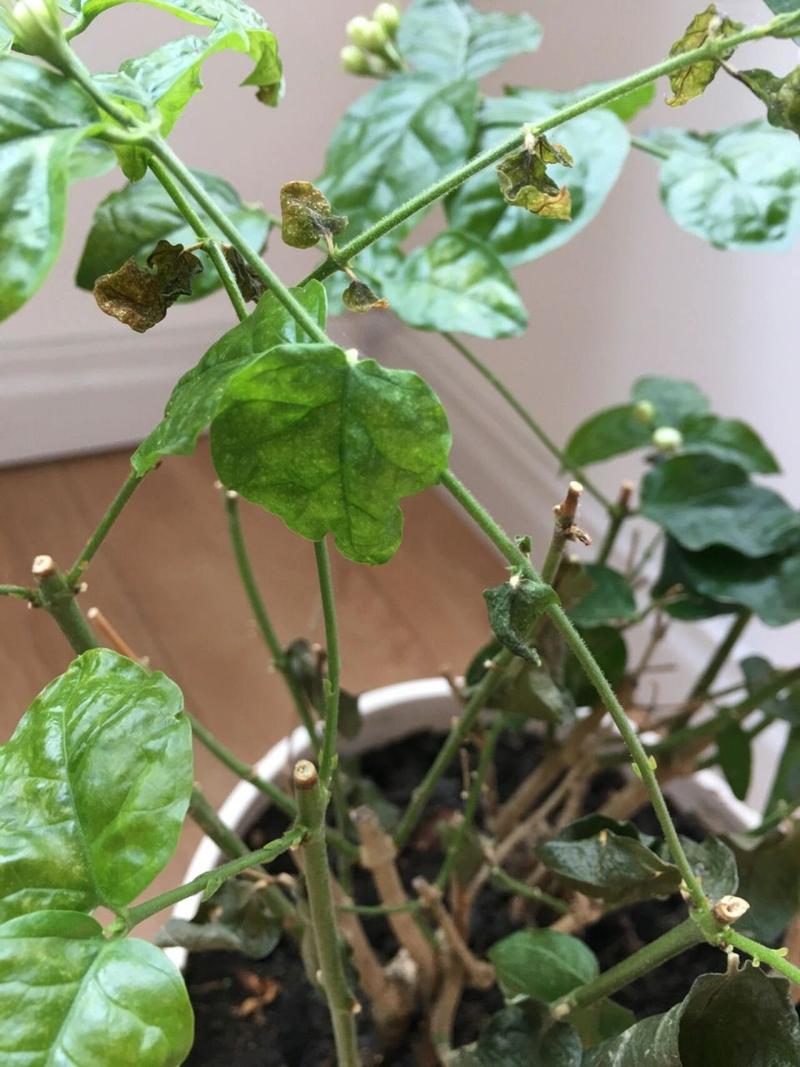 我种的茉莉花叶子干枯枯萎怎么救治呢