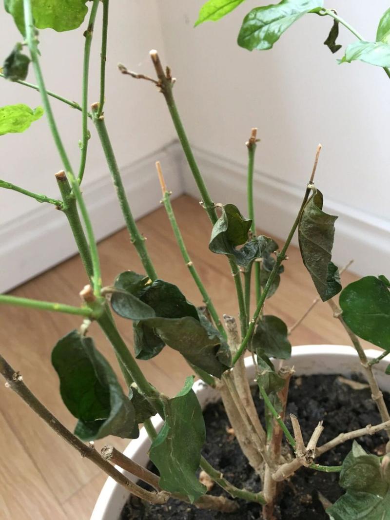 我的茉莉花枝干叶子干枯怎么办