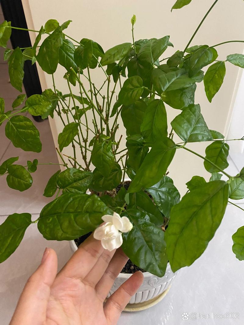 茉莉花枝条干了是怎么回事