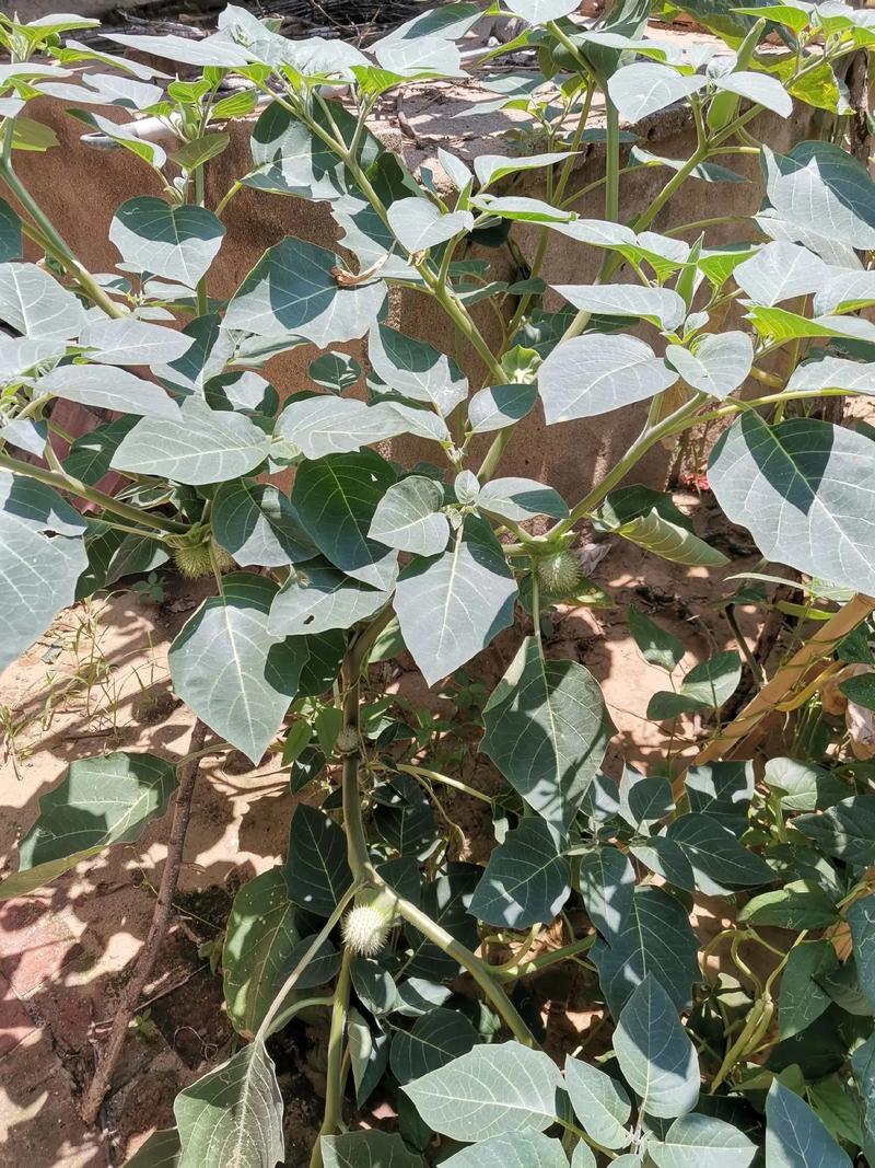 毛曼陀罗植物栽培