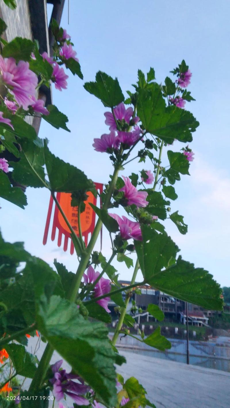曼陀罗花有没有毒