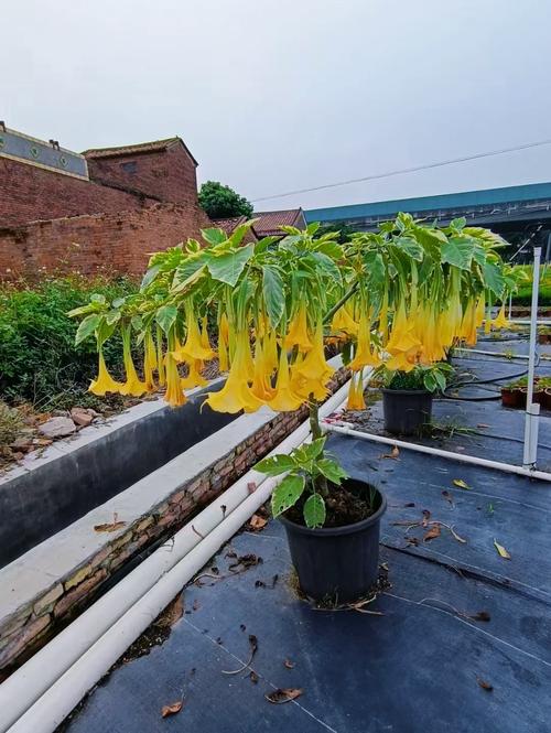 曼陀罗花叶起腻怎么回事