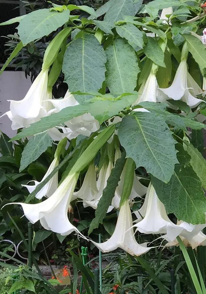 木本曼陀罗花的栽培方法