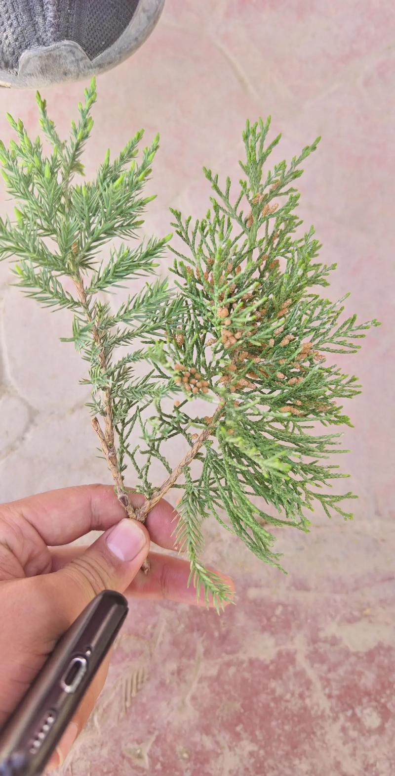 圆柏好种吗?圆柏种植方法及注意事项