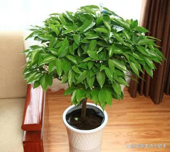 平安树被冻后如何复苏
