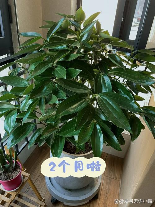平安树受冻如何救治