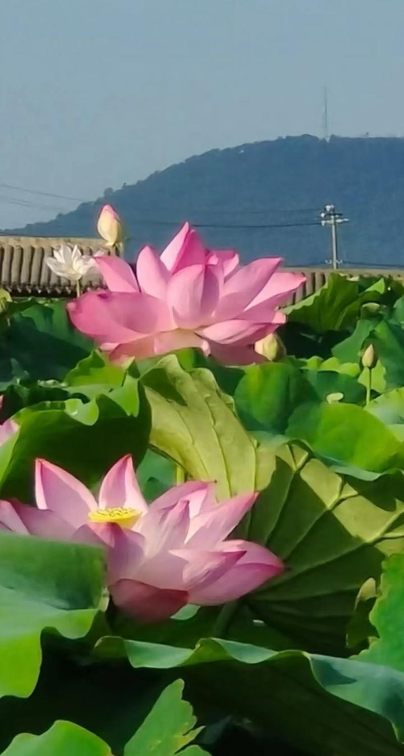 荷花什么季节时候开花