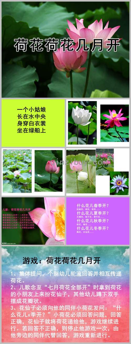 荷花几月开花几月结果