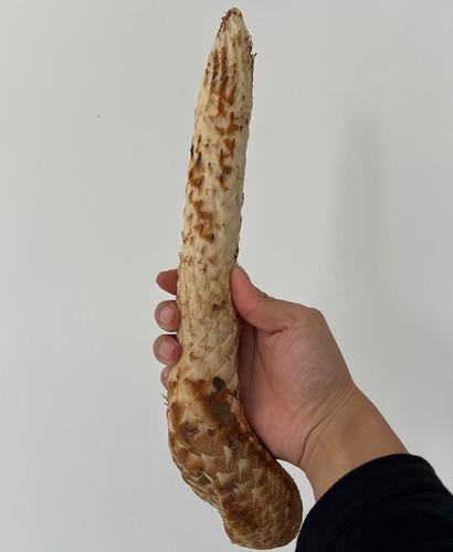 肉苁蓉主要生产地