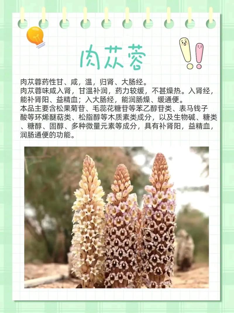 肉苁蓉哪个地方产