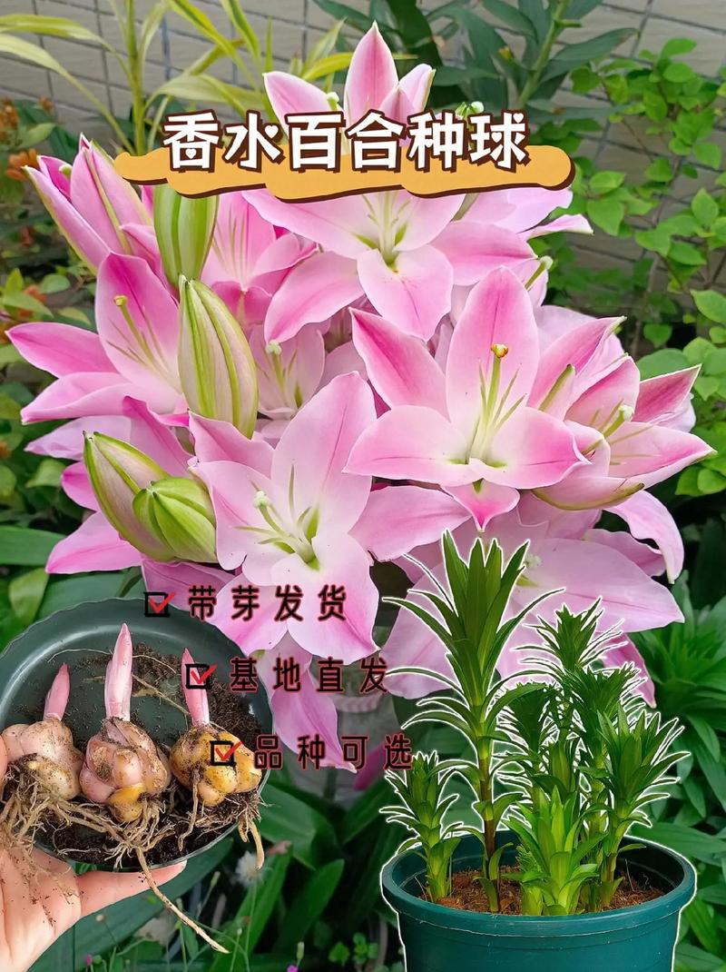野百合的养殖方法