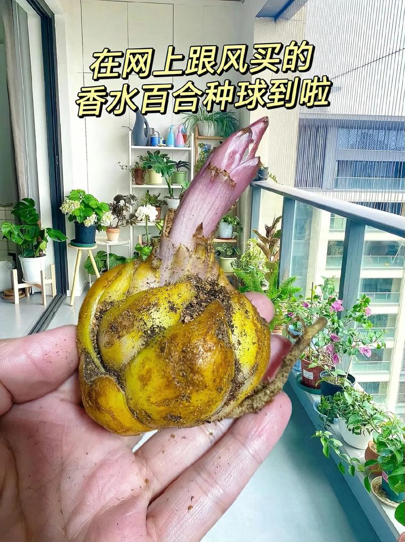 如何饲养野生百合