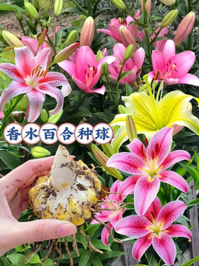野百合怎么养