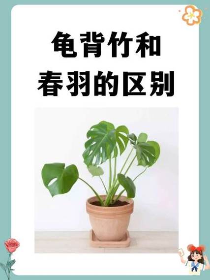 蔓绿绒和春羽的区别,植株形态根茎不同