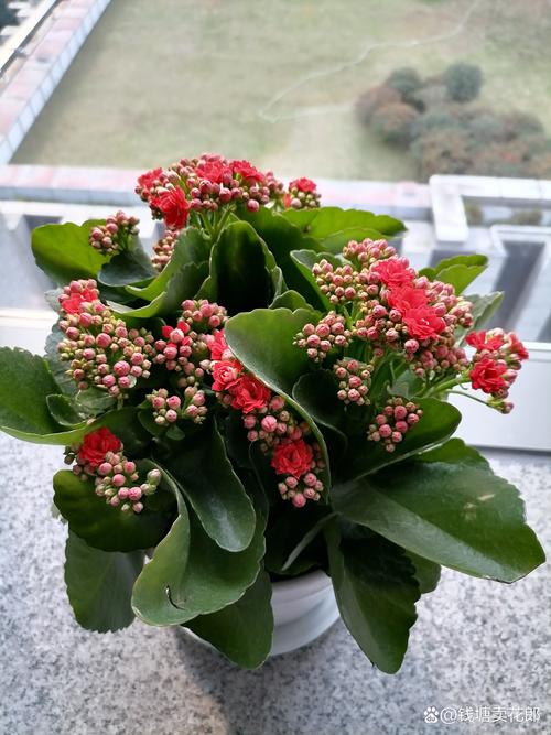 室内养不死的花