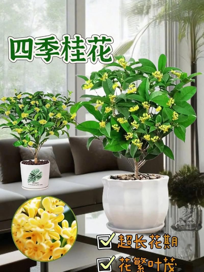 四季桂叶子发黄怎么办，四季桂叶子发黄怎么回事？