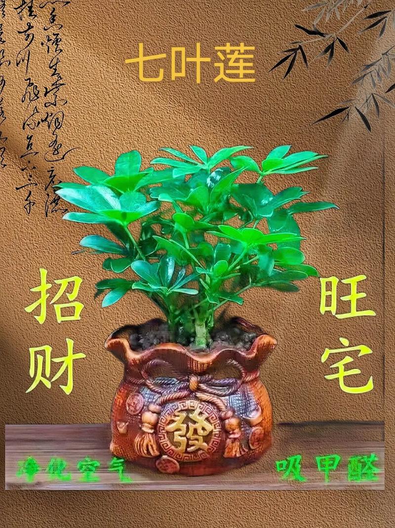 往家里种上这几种植物,好运连连,想不发财都难!
