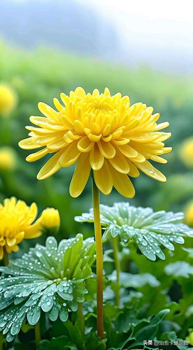 从五行上看哪些花给你带好运
