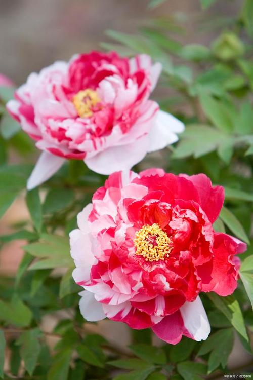 朋友们们对宿州的气候有了解吗?适合生长什么花?市花和市树是什么...
