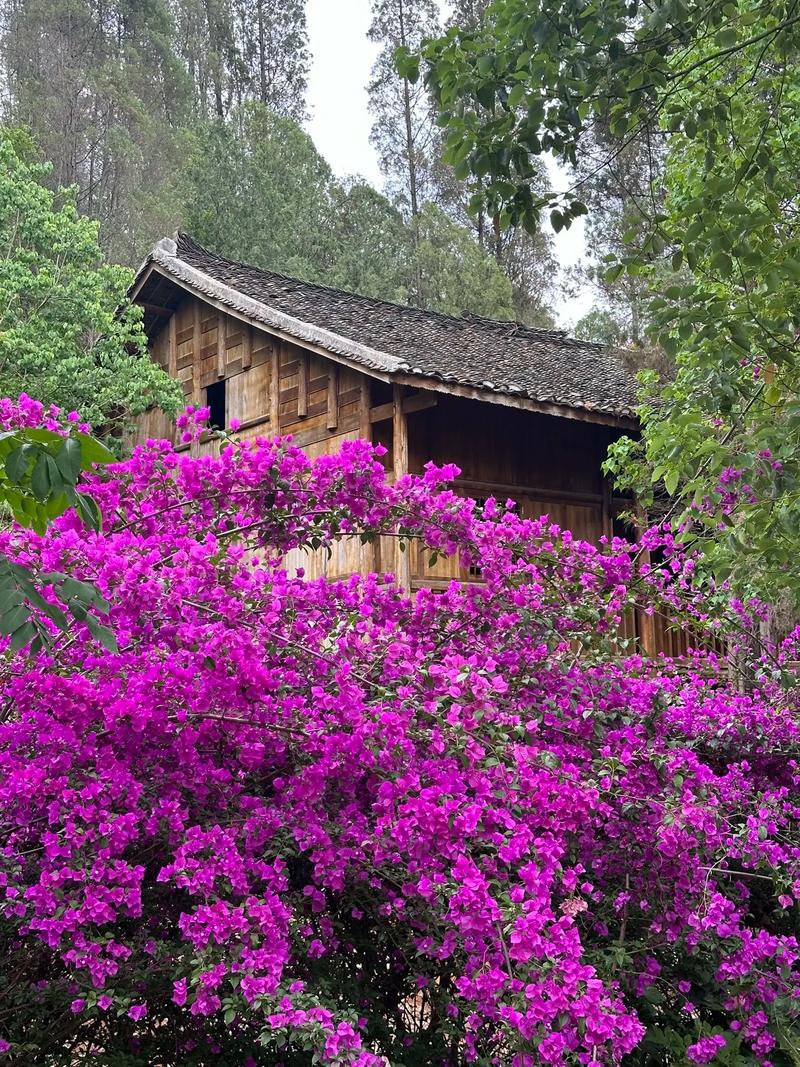 宿州市市花是什么