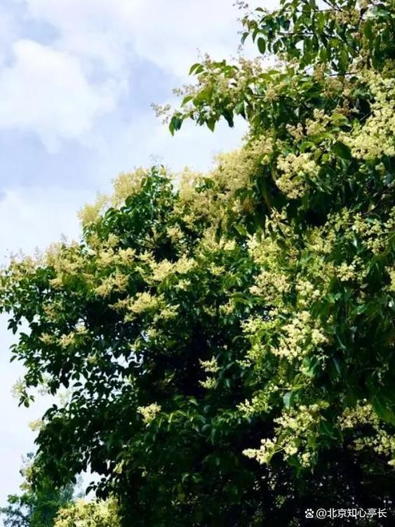 朔州适合养什么花,市花和市树是什么