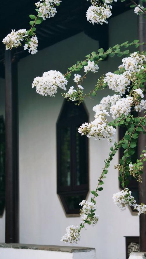 苏州适合种什么花城市花木有哪些?