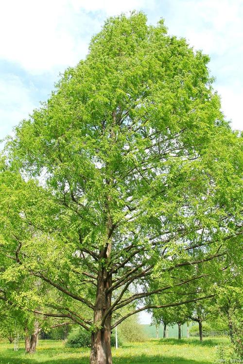宿州适合养什么花,市花和市树是什么