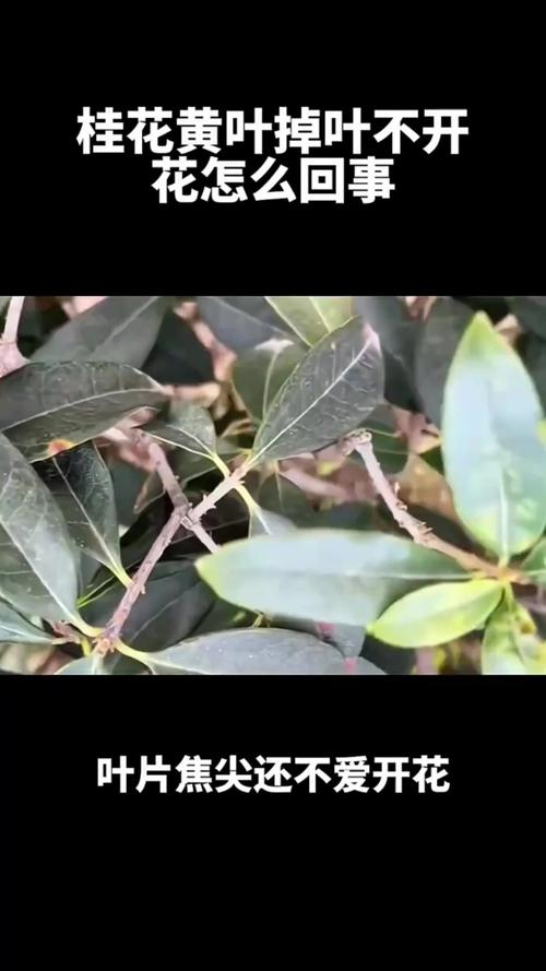 桂花树冬季为什么掉叶子