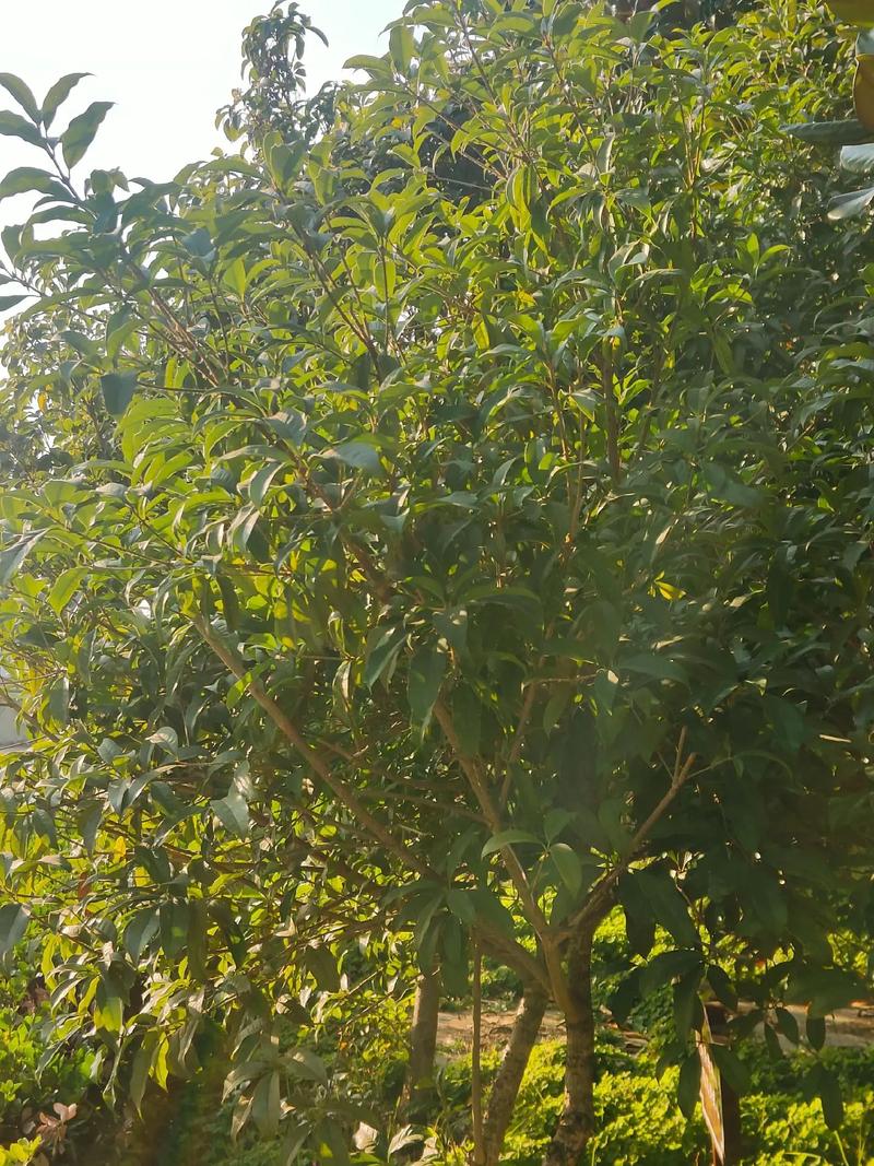 桂花冬天落叶怎么办
