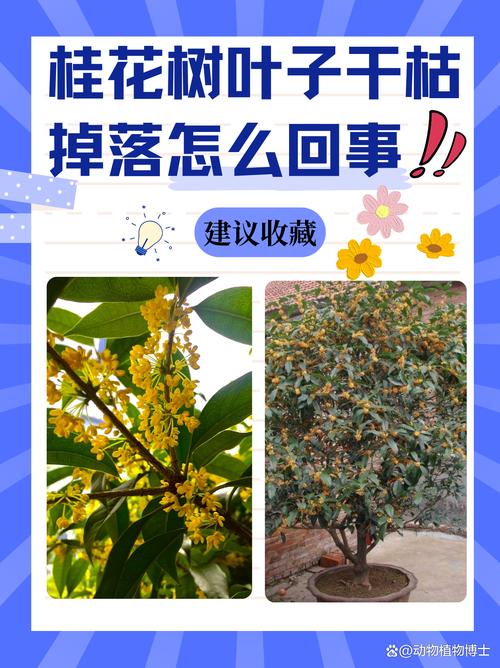 桂花冬天掉叶子是怎么回事