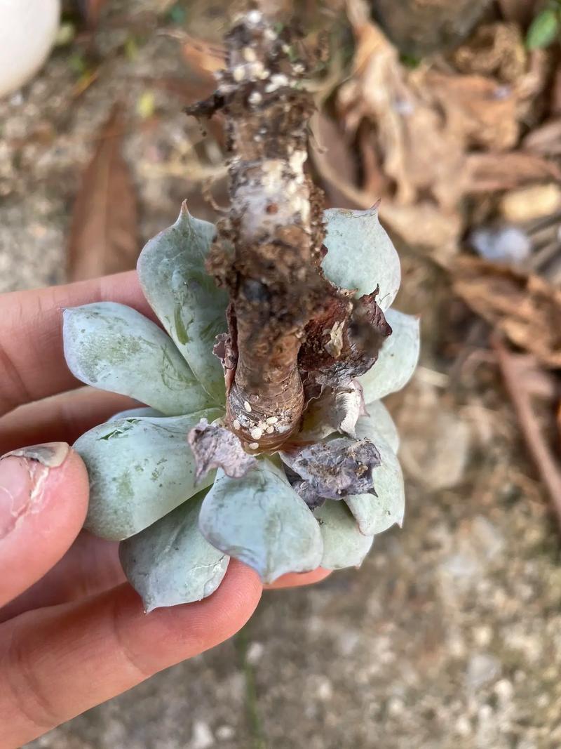 多肉植物长白色小虫怎么办?