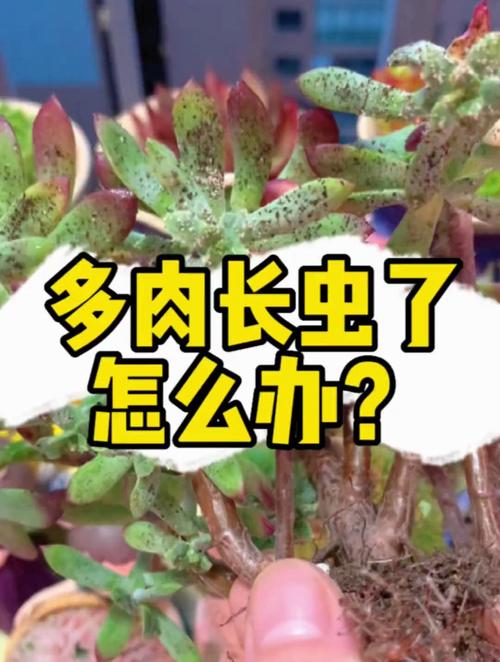 多肉上长了好多白色的小虫子,还有虫卵,怎么办