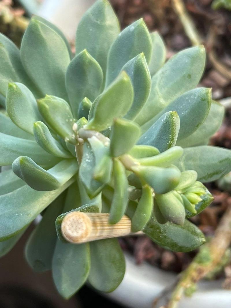 多肉植物长白色的小虫子怎么办?