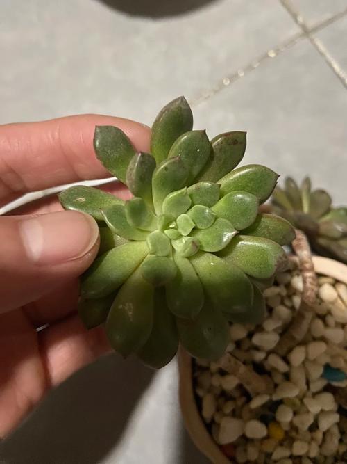 多肉有白色虫子怎么办,多肉土壤怎么除去虫卵