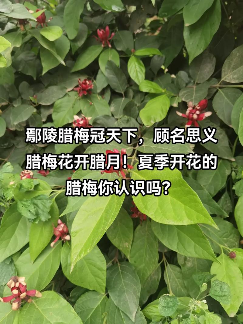 夏腊梅什么时候开花