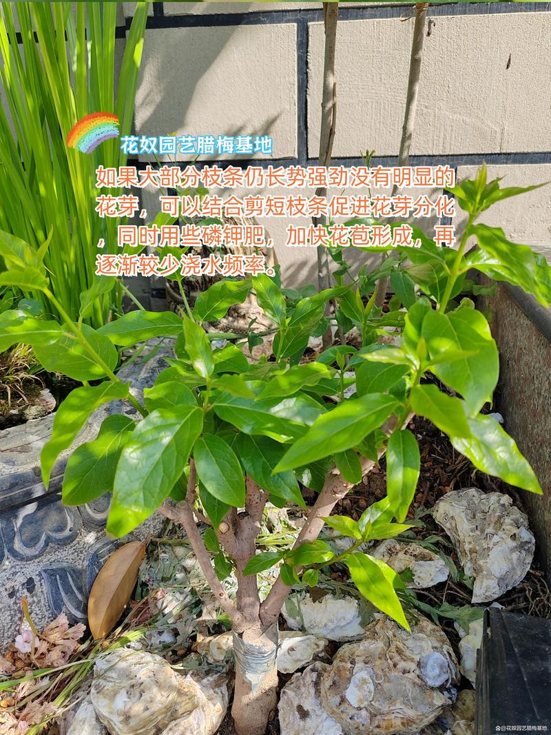 夏腊梅什么时候开花(夏腊梅的种子播种育苗要怎样养护?)