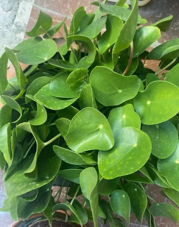 镜面草能在家里养吗它有毒吗