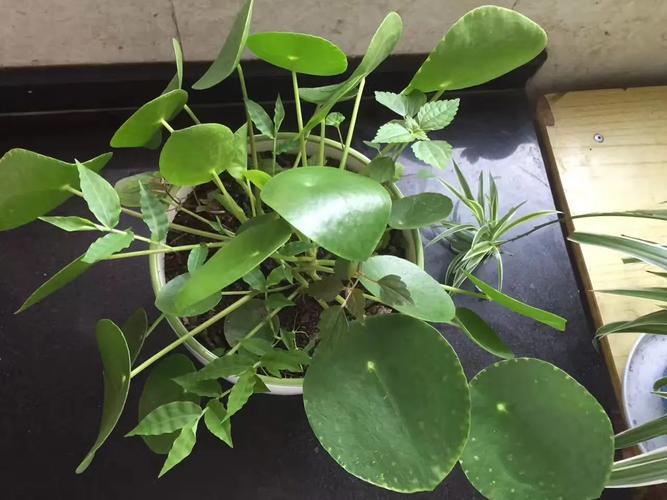 镜面草有毒吗