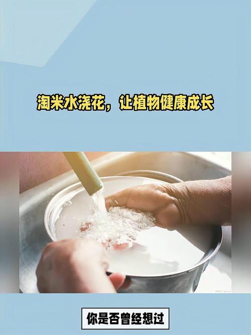 用淘米水浇绿萝的正确方法长期用淘米水浇花怎么样?