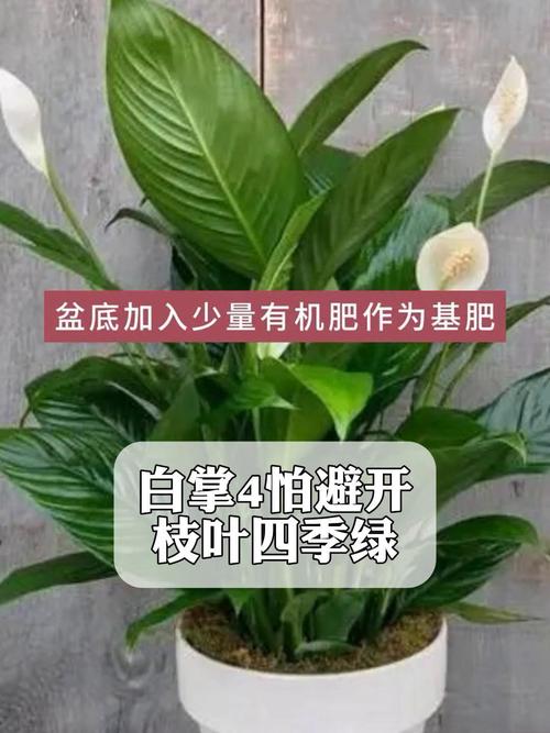 白掌叶子如何从黄变绿