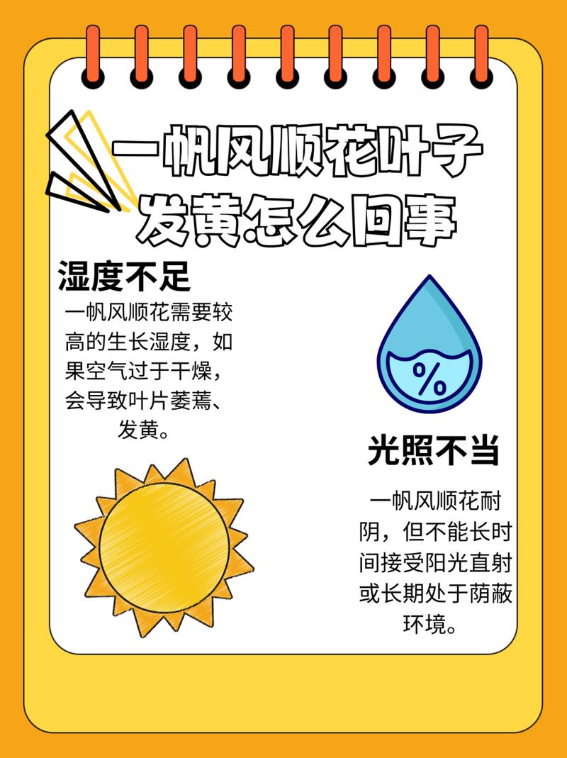 白掌叶子发黄怎么办