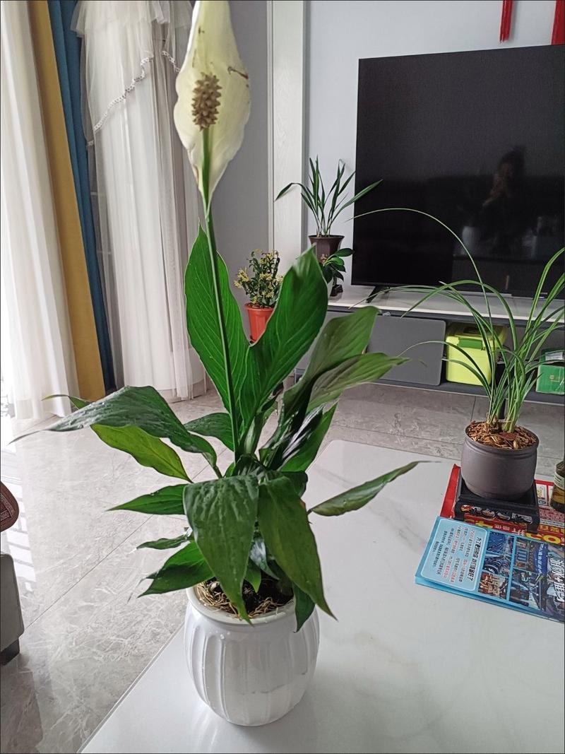 白掌花叶子变黄干怎么办